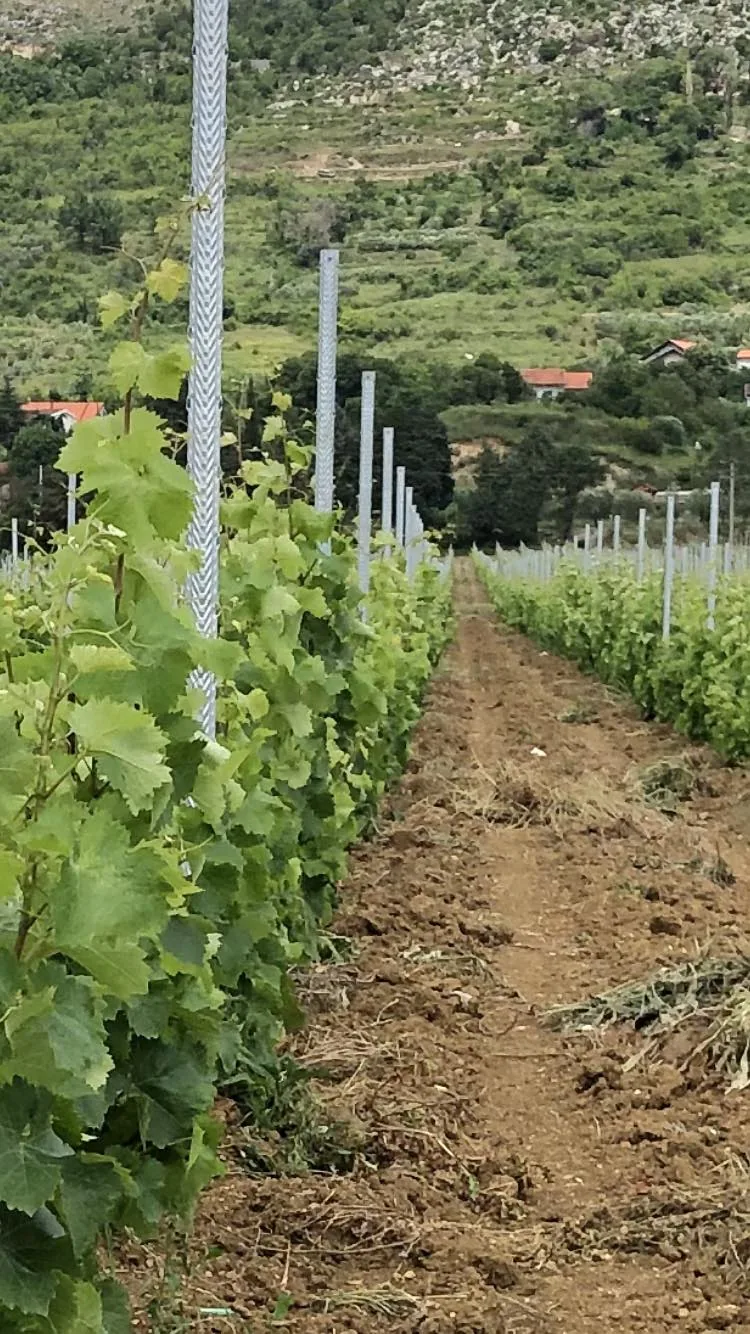 Redovi vinove loze